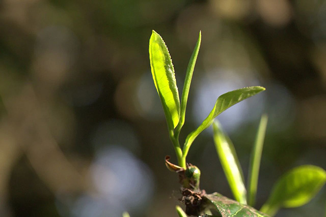 龙润茶2021大吉大利