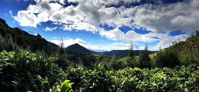 记得布朗那年那山那人