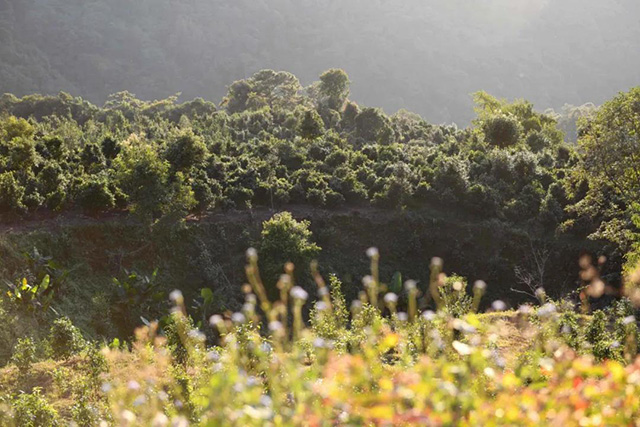 龙润茶困鹿山贡茶