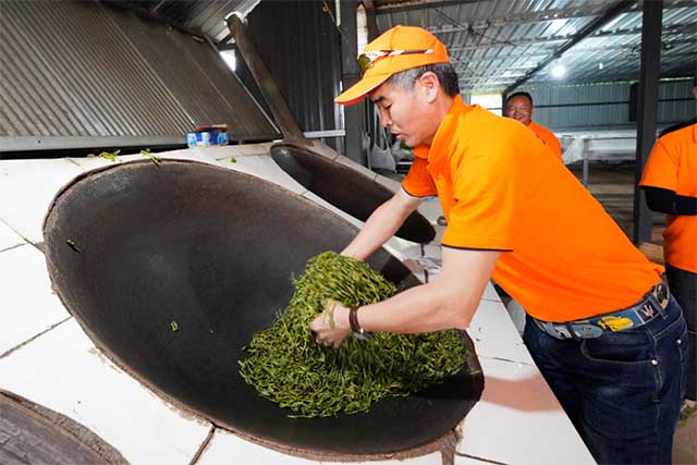 龙润茶节皇家贡茶探源之旅南糯山