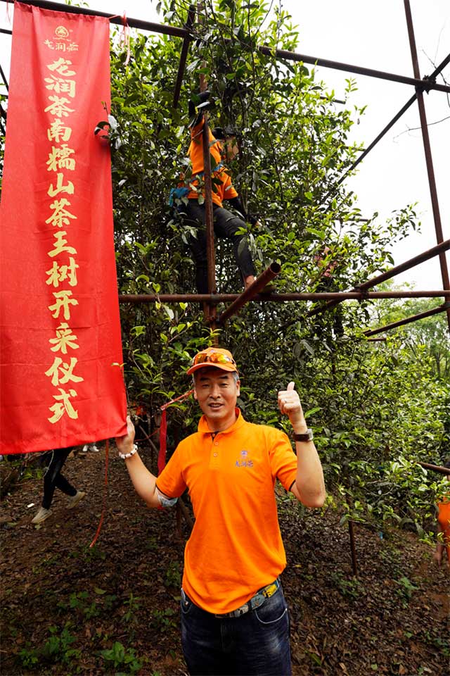 龙润茶节皇家贡茶探源之旅南糯山