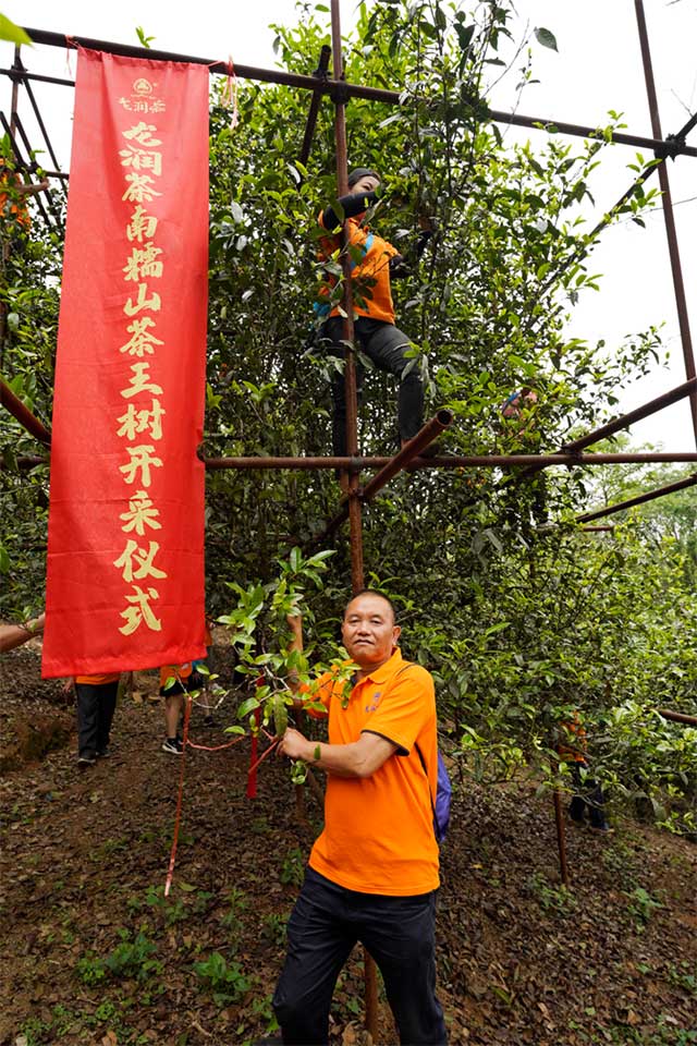 龙润茶节皇家贡茶探源之旅南糯山