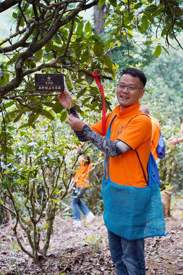 龙润茶节皇家贡茶探源之旅南糯山