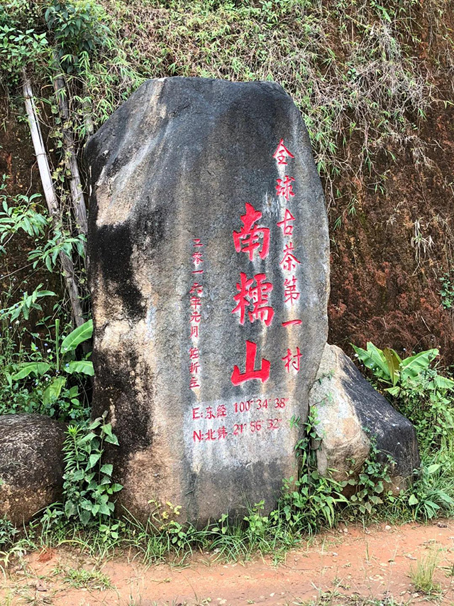 龙润茶节皇家贡茶探源之旅南糯山