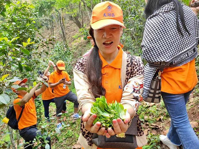 龙润茶皇家贡茶探源之旅