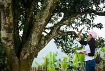 普洱杂志：一棵过渡型古茶树的世界价值