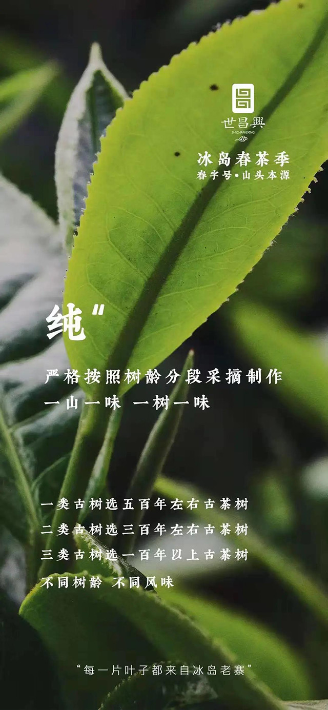 世昌兴冰岛古树茶