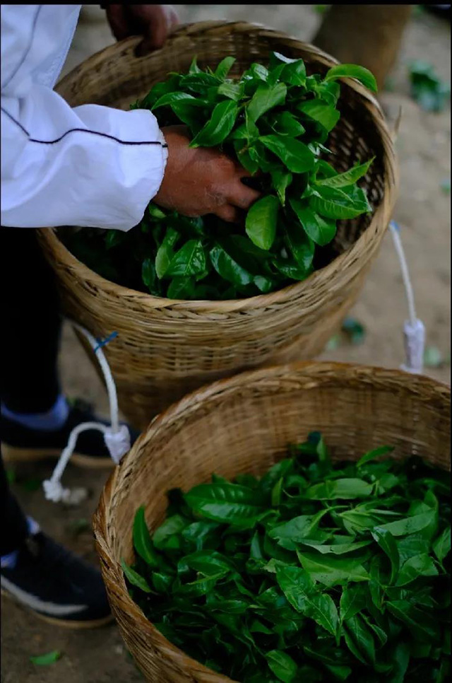 世昌兴冰岛古树茶