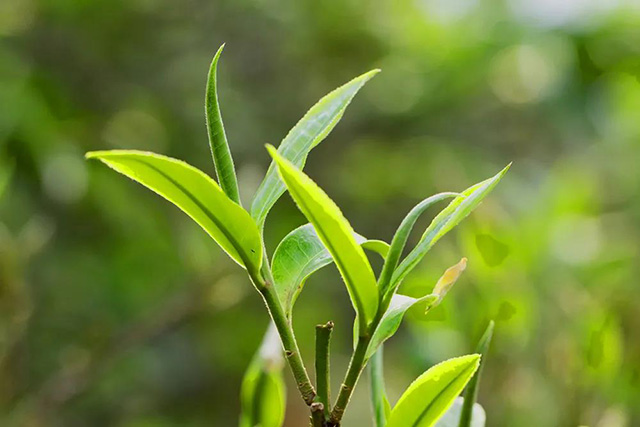冰岛老寨茶芽