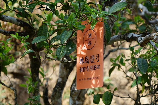 津乔普洱茶