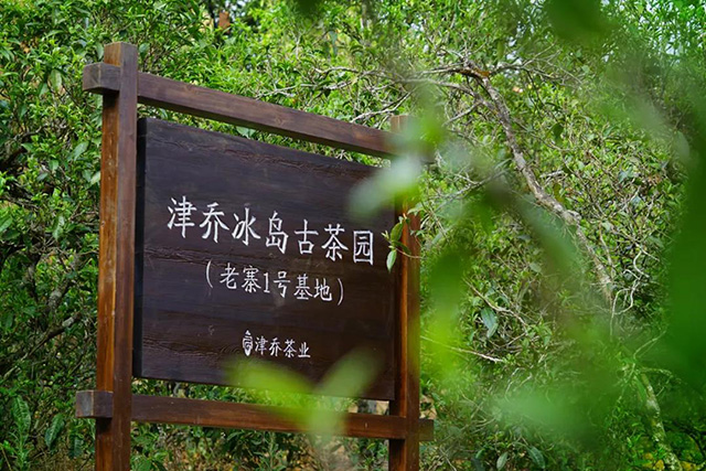 津乔普洱茶