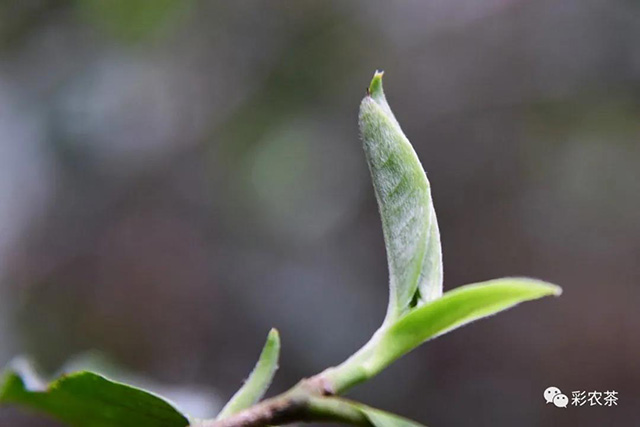 彩农茶白花岭古树茶