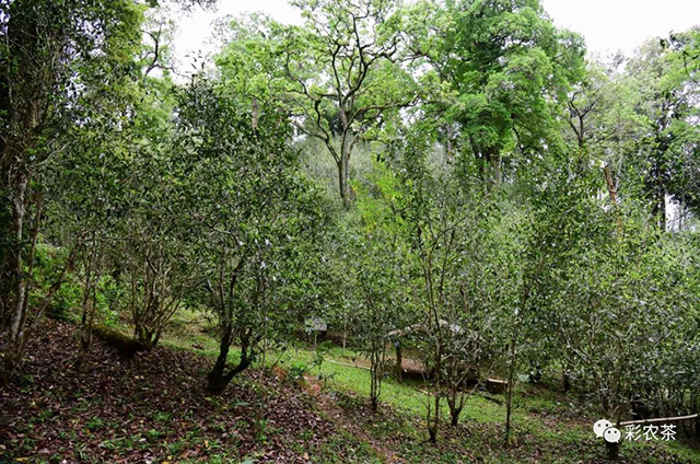 彩农茶白花岭古树茶