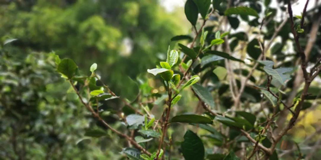 龙润茶曼松王子山普洱茶