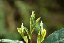 从茗粥到泡茶，一杯茶走了多远「一如茶香专栏」