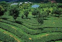 普洱杂志：台地茶发展简史
