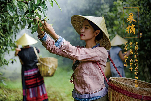 龙润茶826熟茶