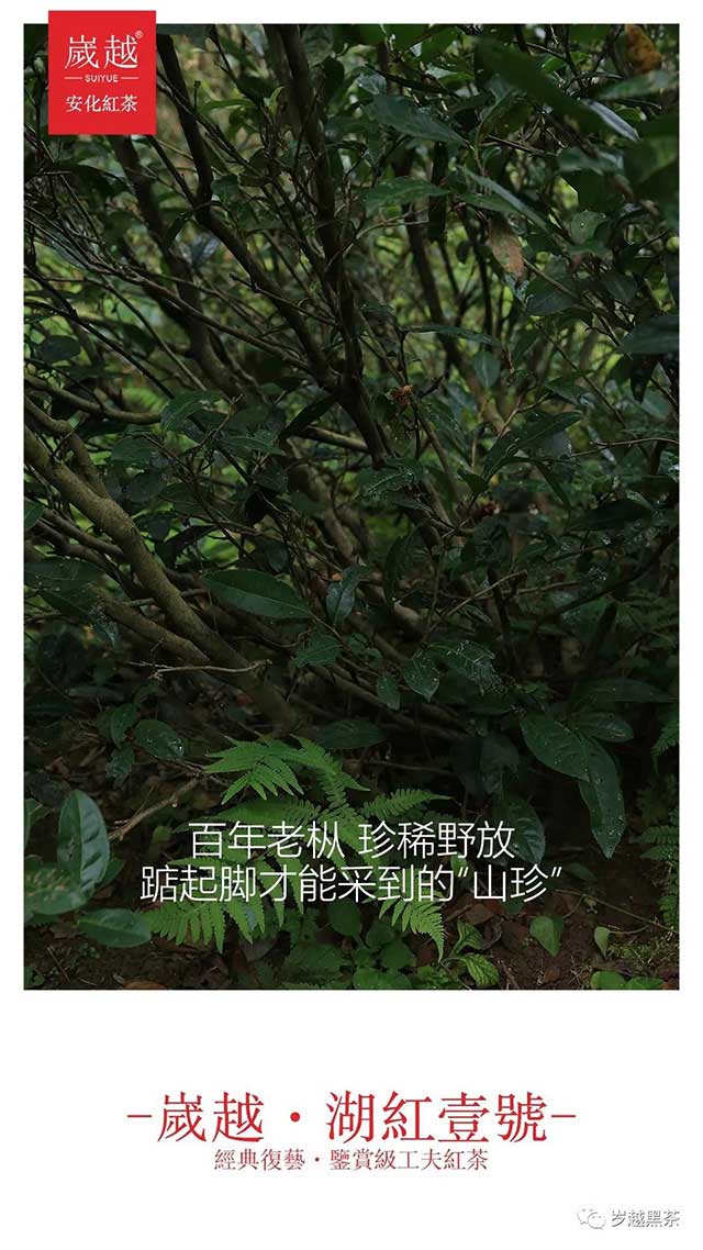 岁越黑茶湖红一号功夫红茶