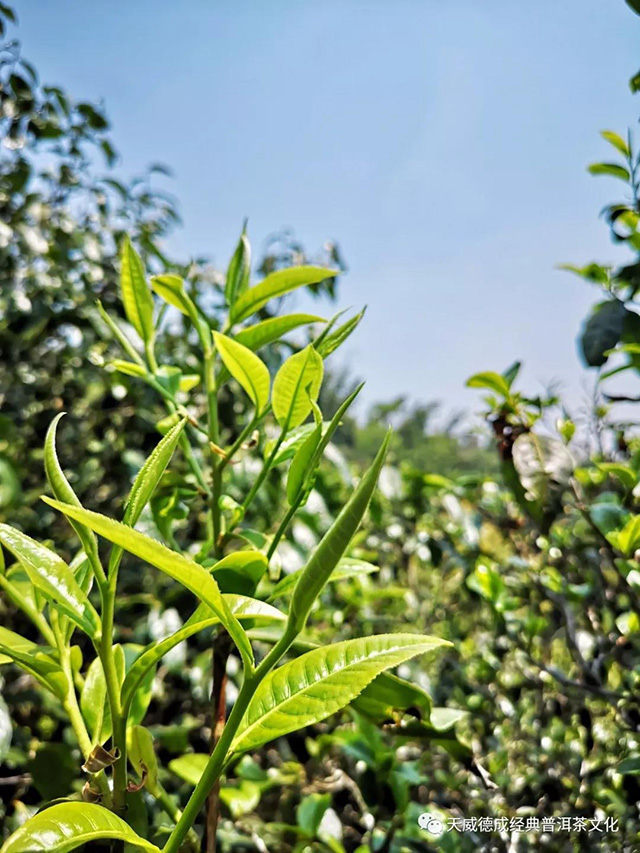 石昆牧经典茶文化