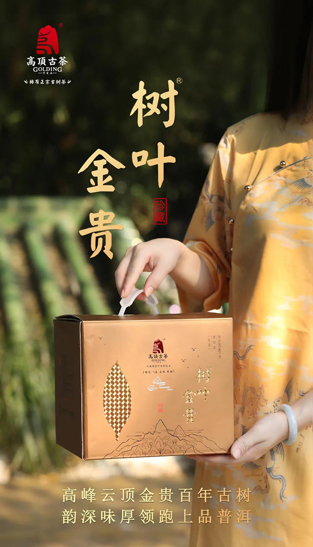 高顶古茶树叶金贵珍稀古树茶