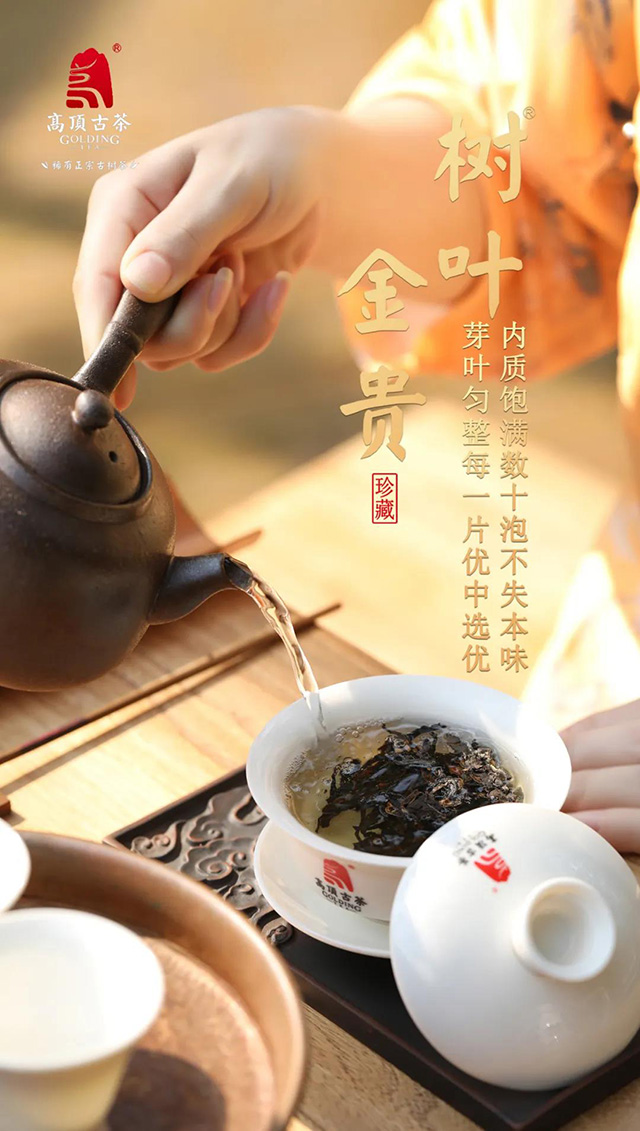 高顶古茶树叶金贵珍稀古树茶