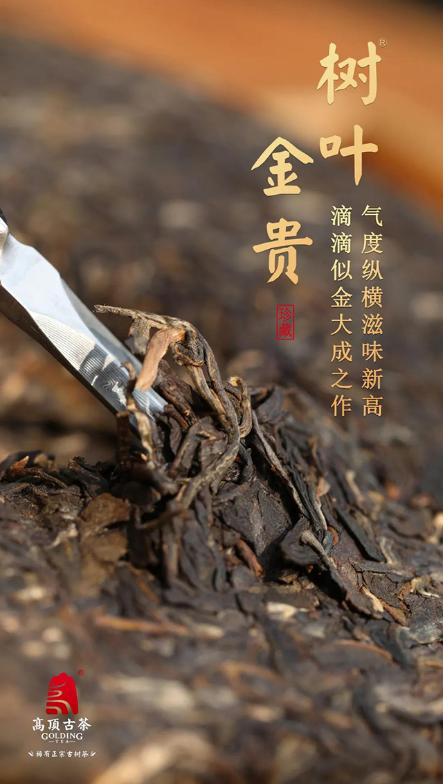 高顶古茶树叶金贵珍稀古树茶