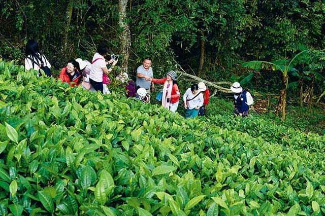 普洱茶文化传播中心