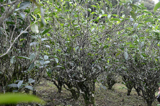 勐库戎氏亥公茶园基地