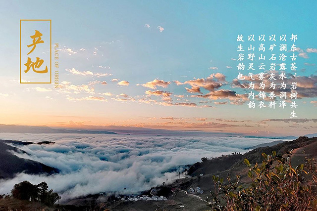 龙润茶大吉大利