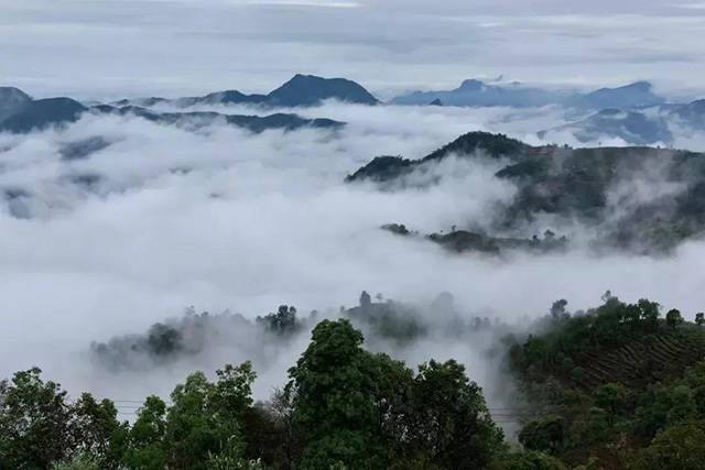 祥源茶新品易武揽胜