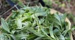 易武七村八寨：高山村芭蕉林普洱茶怎么样？