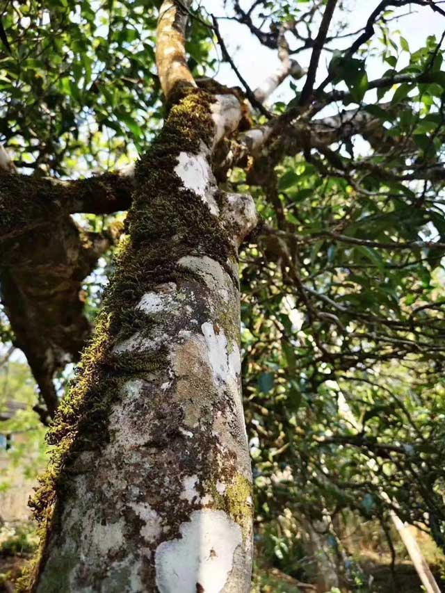 龙润茶86道质量把关