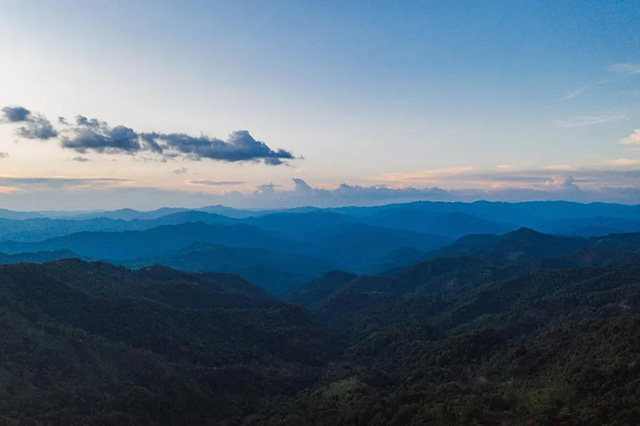 易武茶山