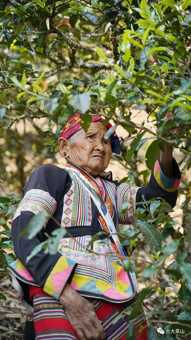 六大茶山百岁圆茶