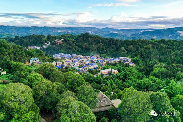 六大茶山百岁圆茶