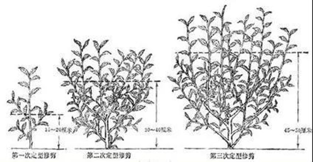 龙润茶86道质量把关