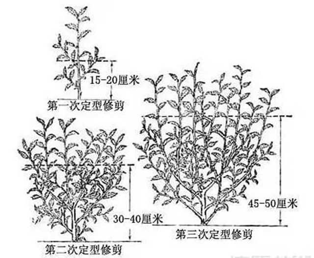 龙润茶86道质量把关