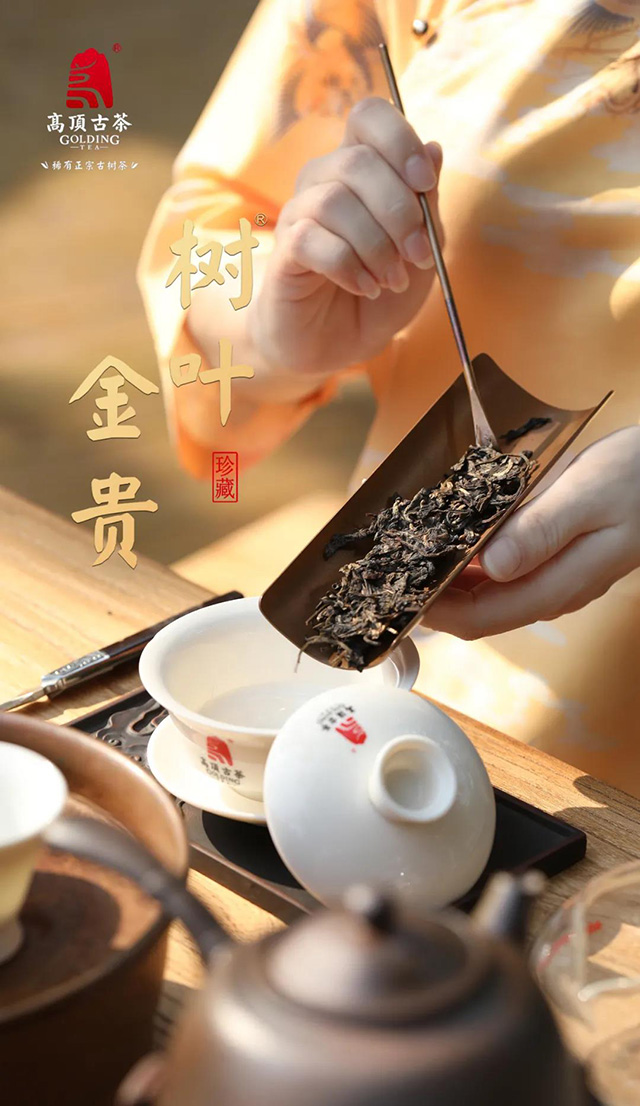 高顶古茶树叶金贵珍稀古树茶