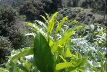 普洱茶讲堂（六）：如何区分大，中，小叶种茶树？