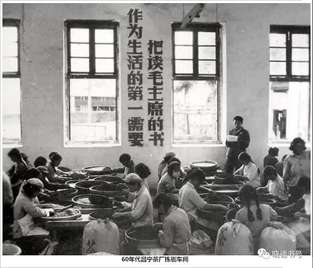 60年代昌宁茶叶生产状况