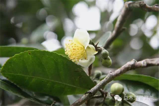 普洱茶茶果