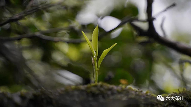 六大茶山观山海普洱茶