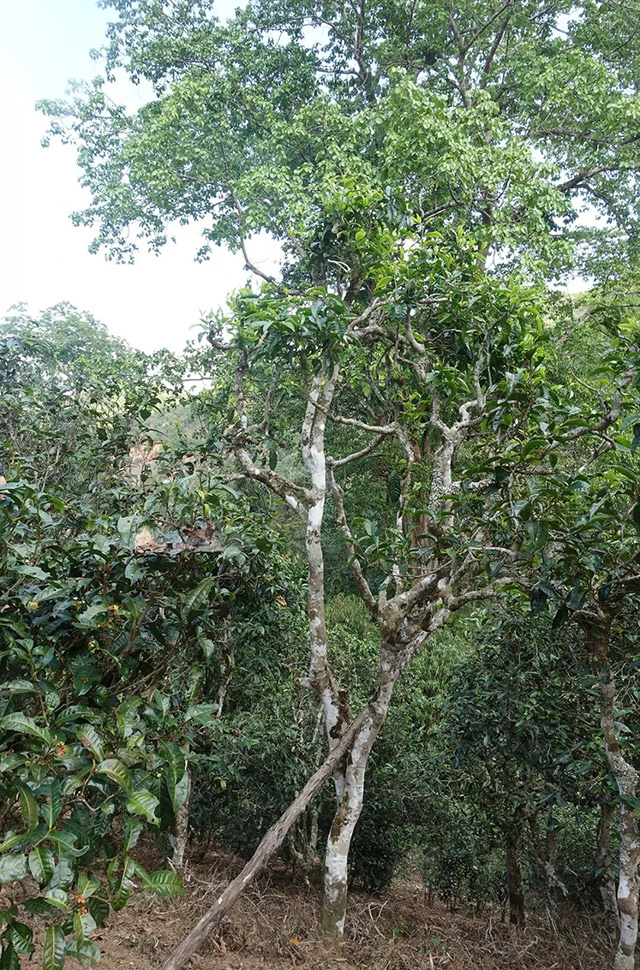 深山老林品牌碧云古树茶