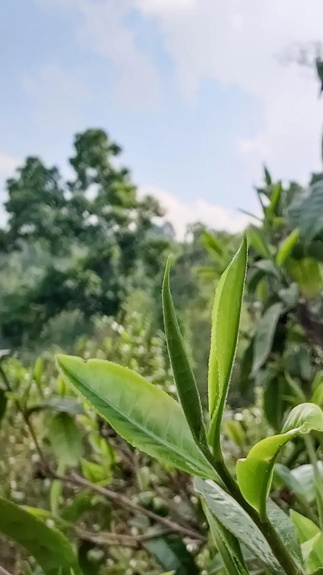 宝和祥茶业六星班章孔雀