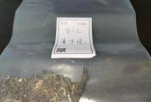 茶客老金的品茶日志：古六之清凉境（晓茶）