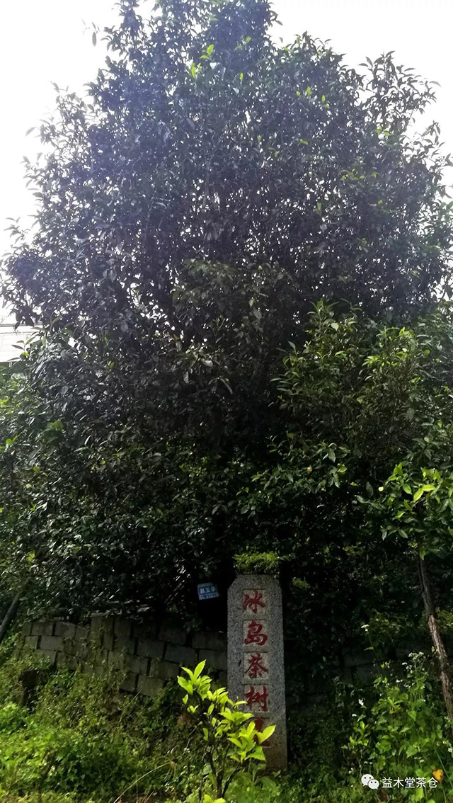 益木堂古韵冰岛普洱茶