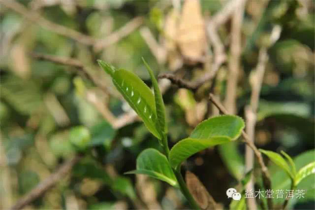 益木堂刮风寨普洱茶