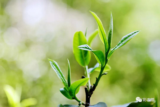 彩农茶曼松五年醇龙珠普洱茶