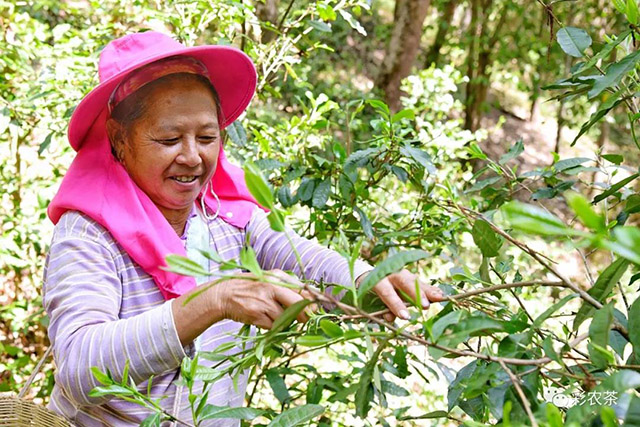 彩农茶曼松五年醇龙珠普洱茶