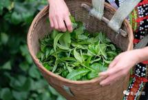 重山茶坊制茶日记：熟茶的核心是时间的味道